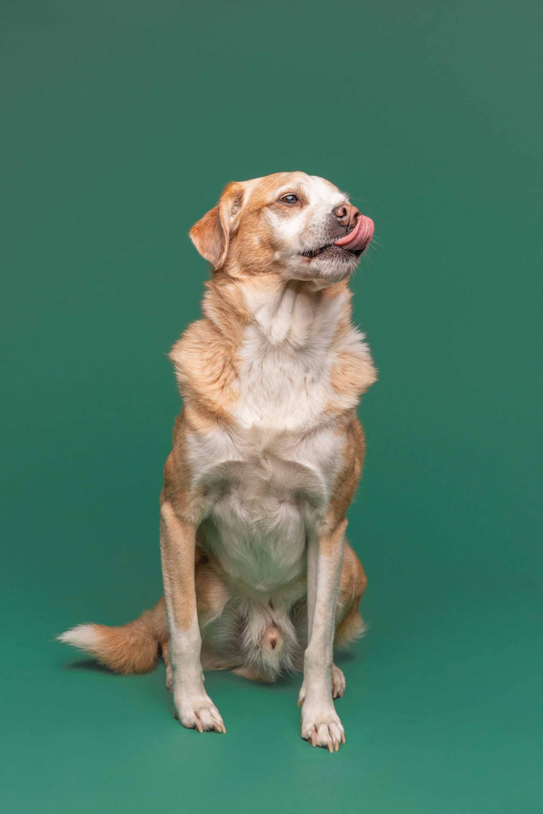 Hellbrauner Mischlingshund leckt sich im Studio über die Schnauze